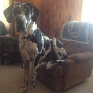 Meet your Posher, Dawn